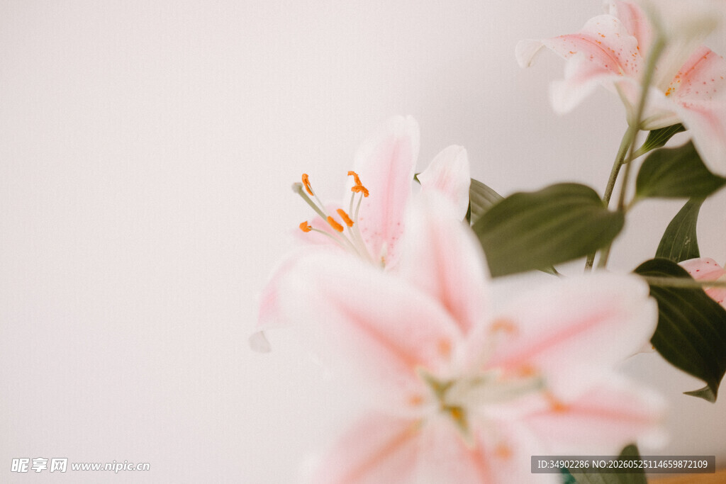 粉色百合花特写