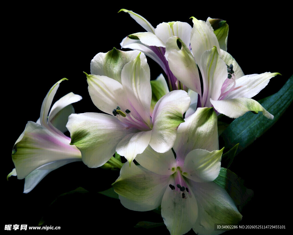 优雅绽放的淡紫色百合花