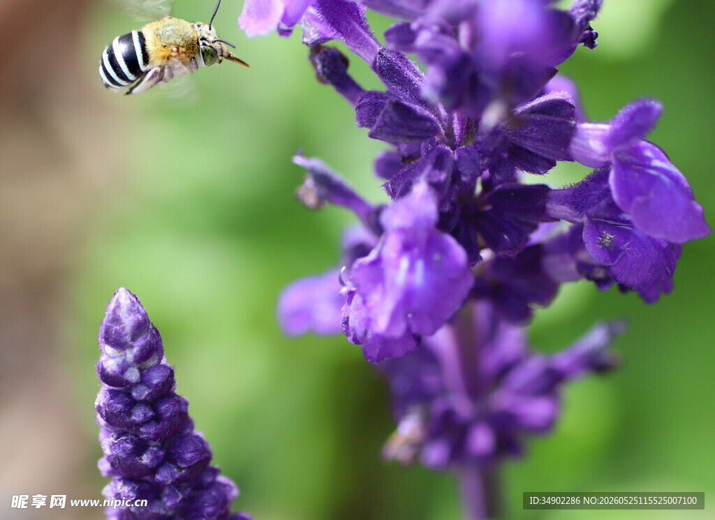蜜蜂飞临紫色花卉