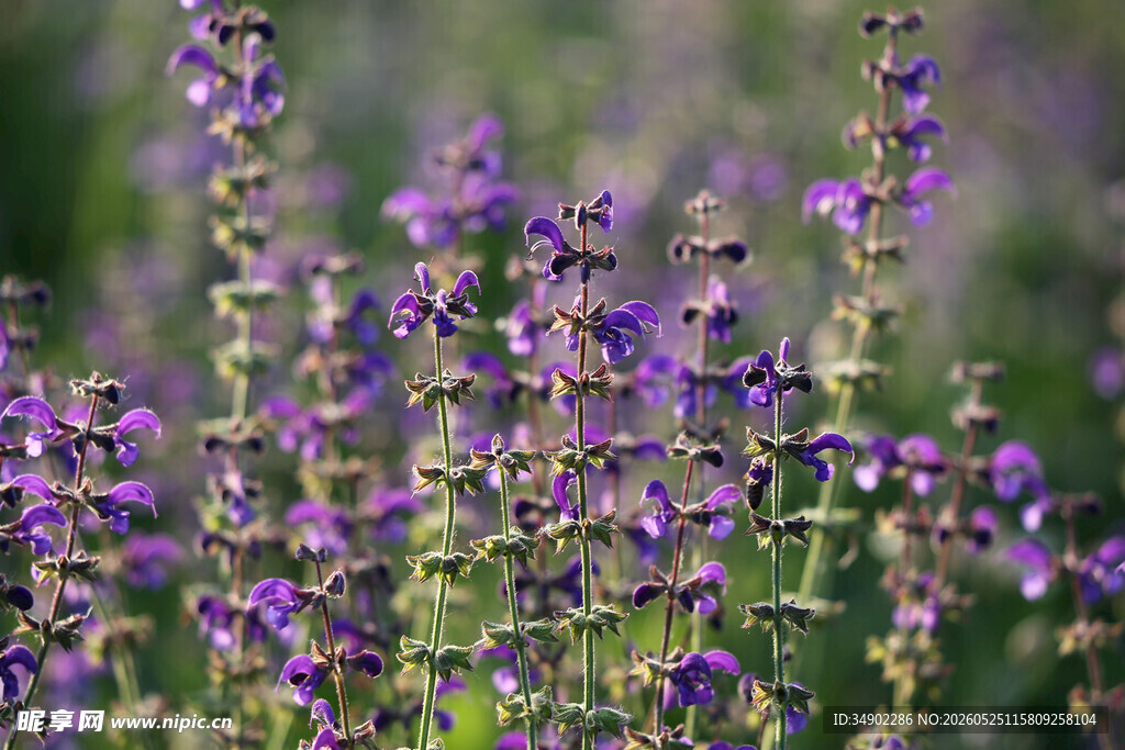 紫色鼠尾草花海