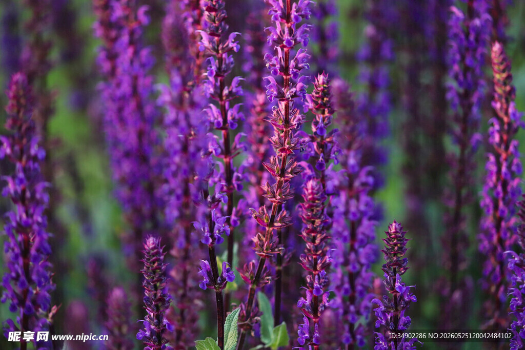 紫色鼠尾草花卉特写
