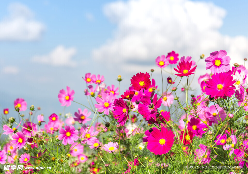 绚烂花丛