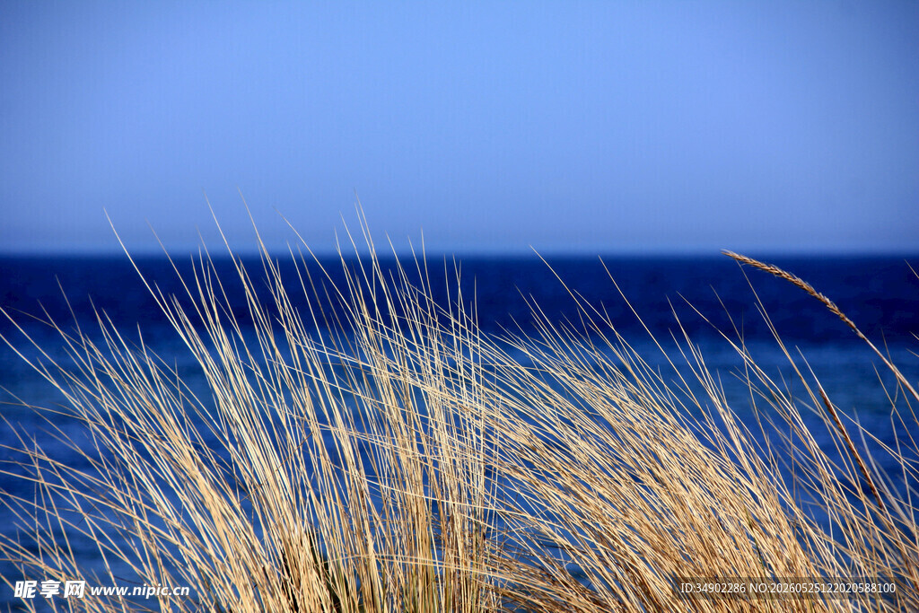 海边金黄芦苇映衬蓝色大海