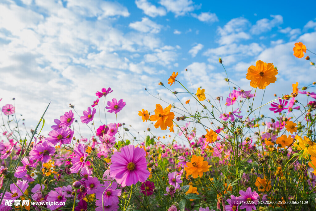 花海烂漫