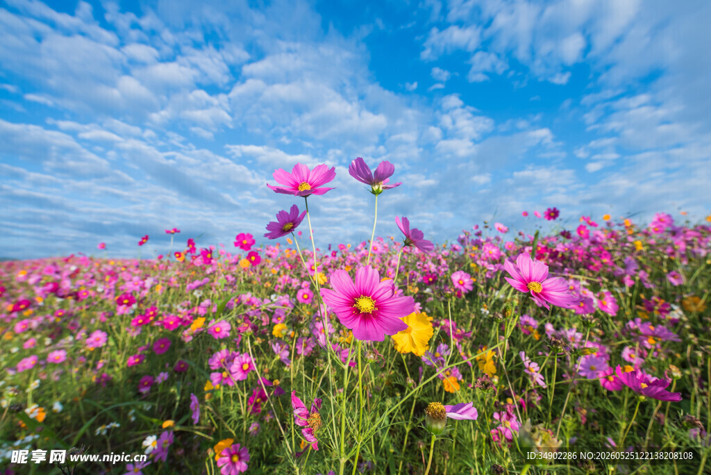 花海烂漫