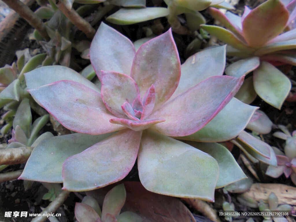 粉嫩多肉植物特写