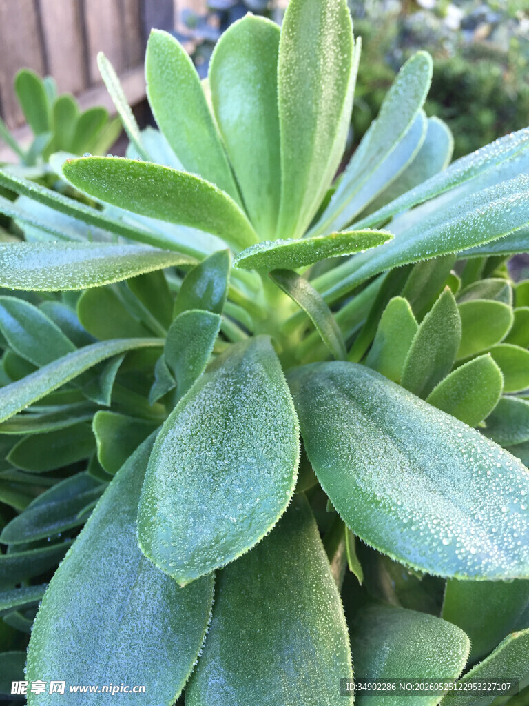 翠绿多肉植物特写