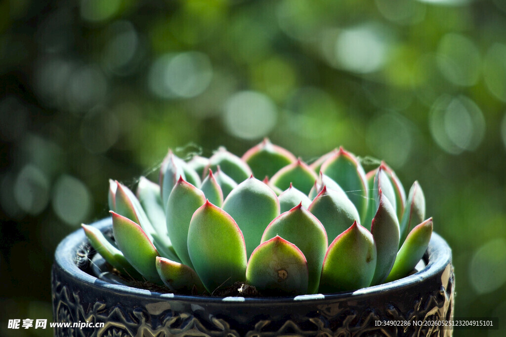 精致盆栽多肉植物特写