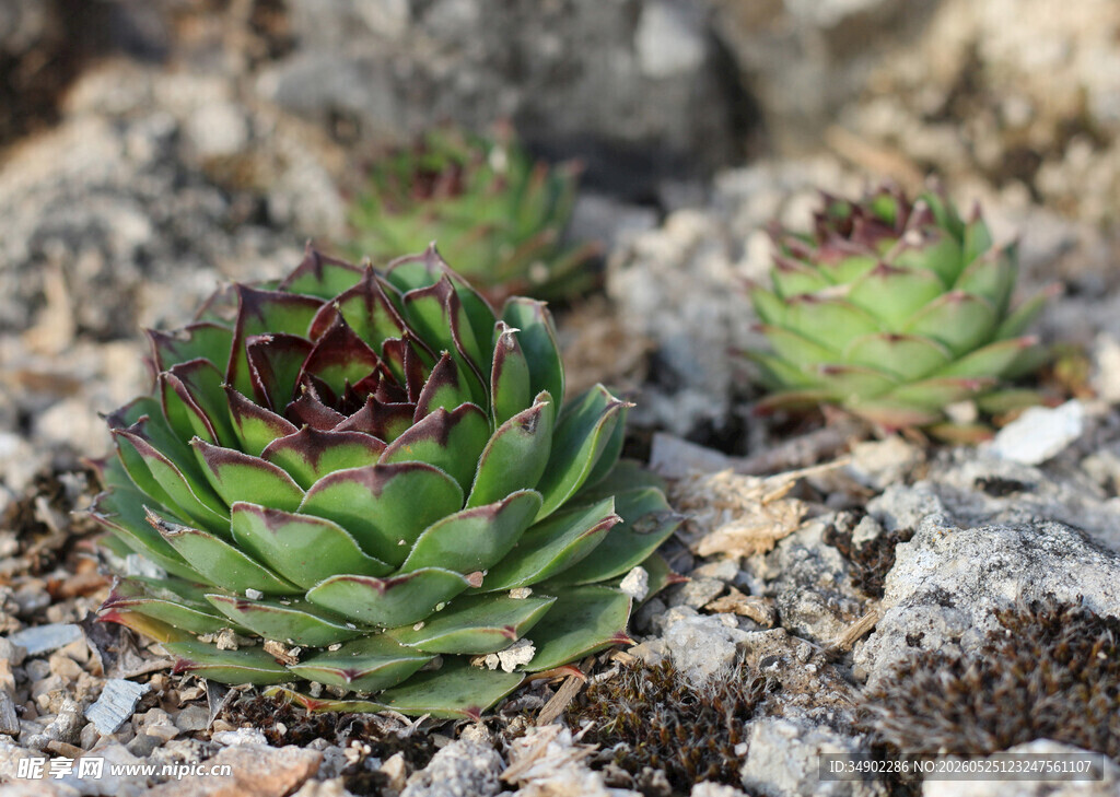小巧多肉植物生长于石间