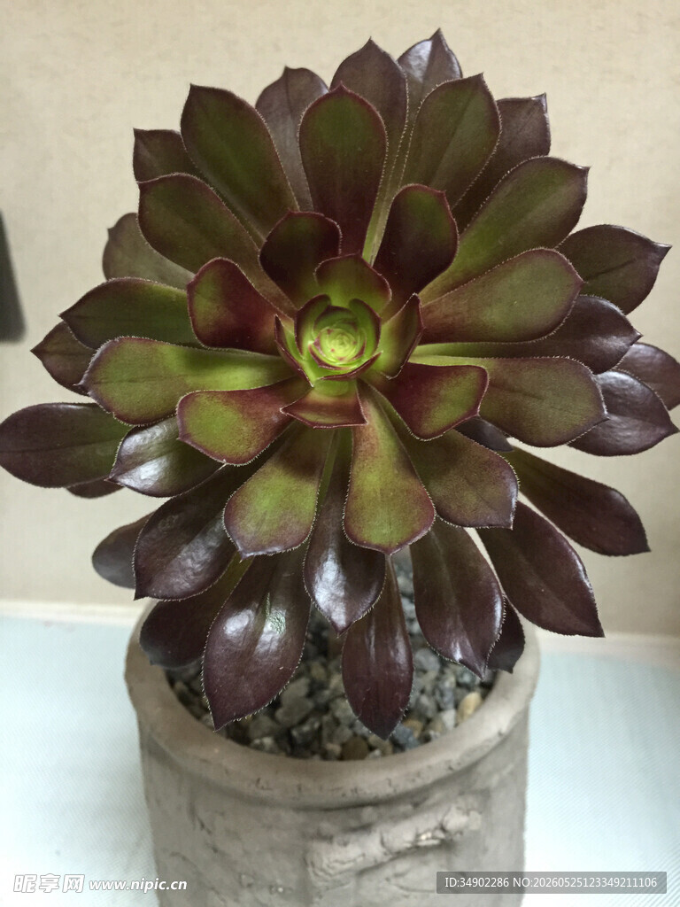 紫绿多肉植物盆栽
