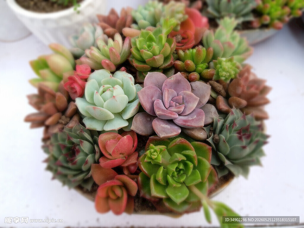 多彩多肉植物组合盆栽