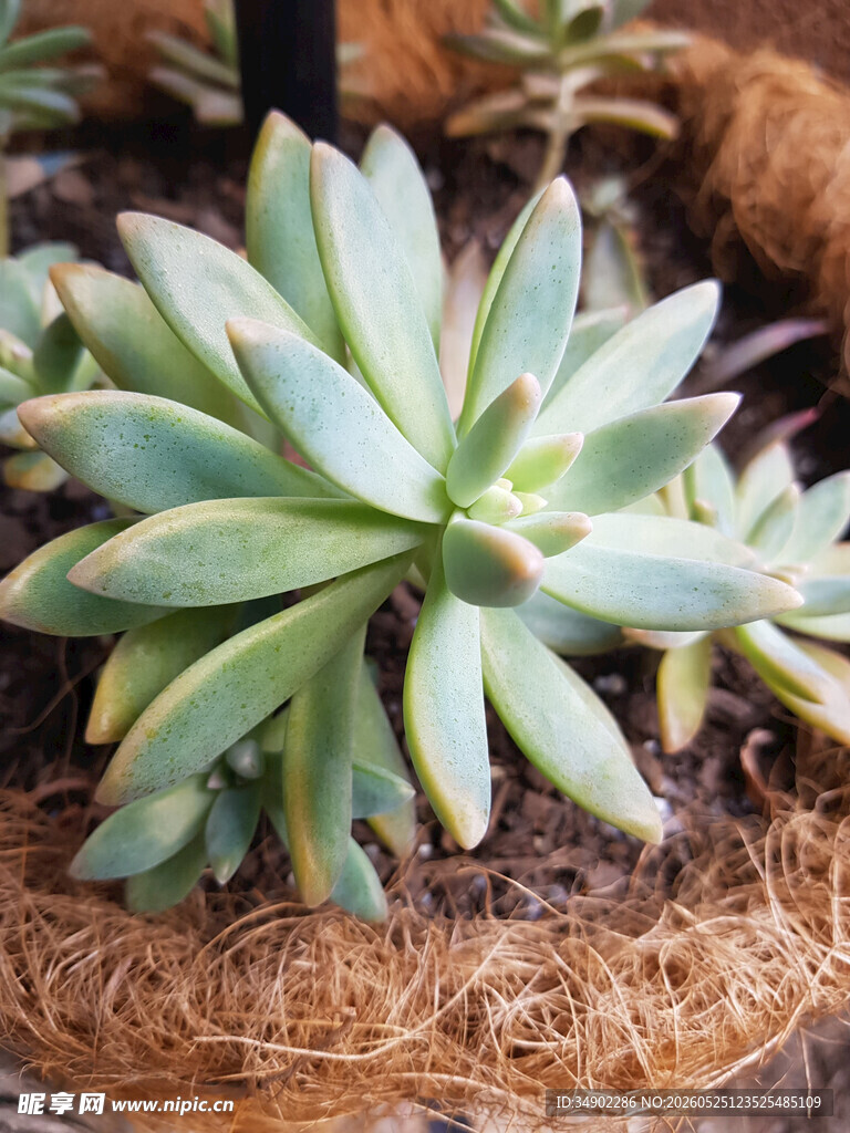 翠绿多肉植物特写