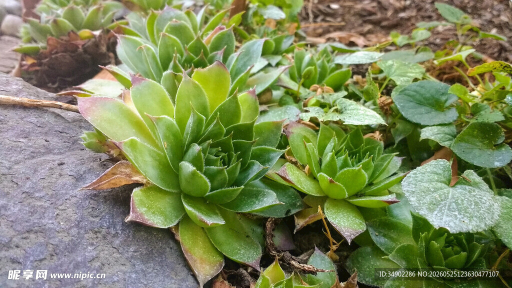 多肉植物景观展示