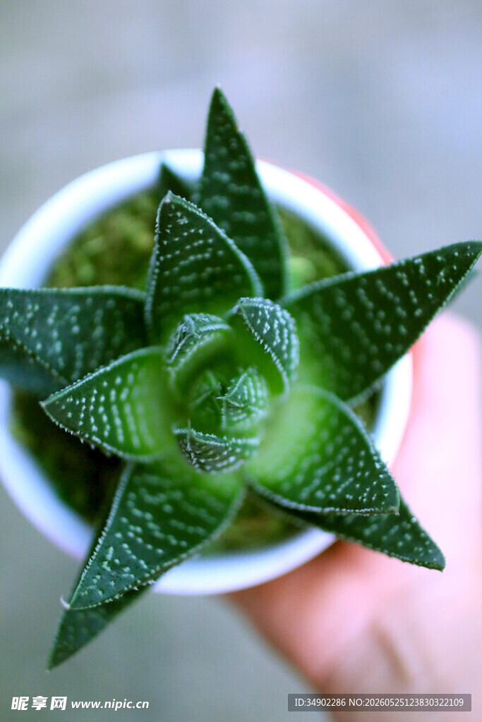 手捧别致多肉植物