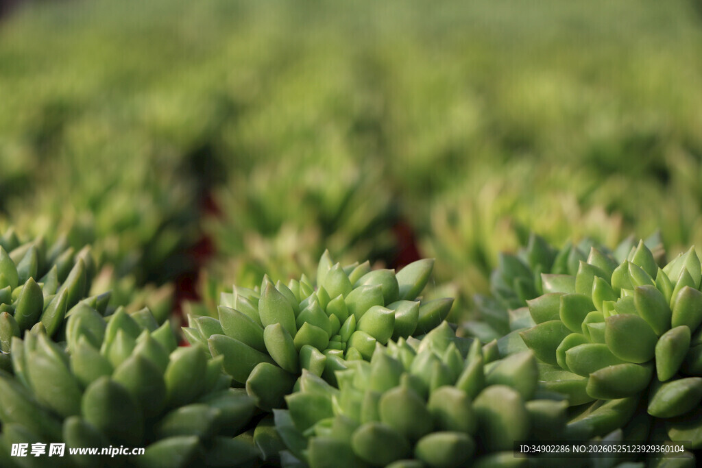 翠绿多肉植物特写