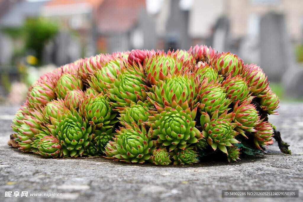 多彩多肉植物特写