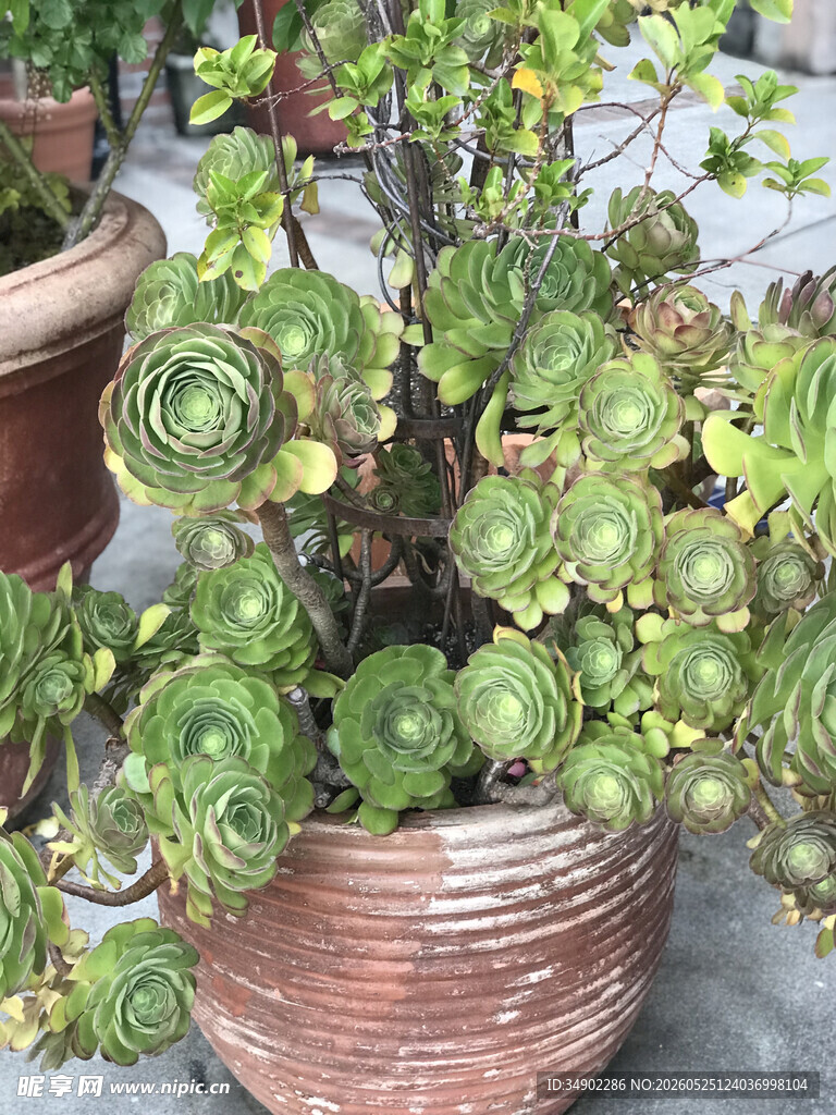 陶盆中的可爱多肉植物