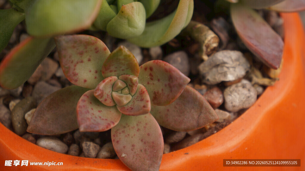 橙色盆中的多彩多肉植物