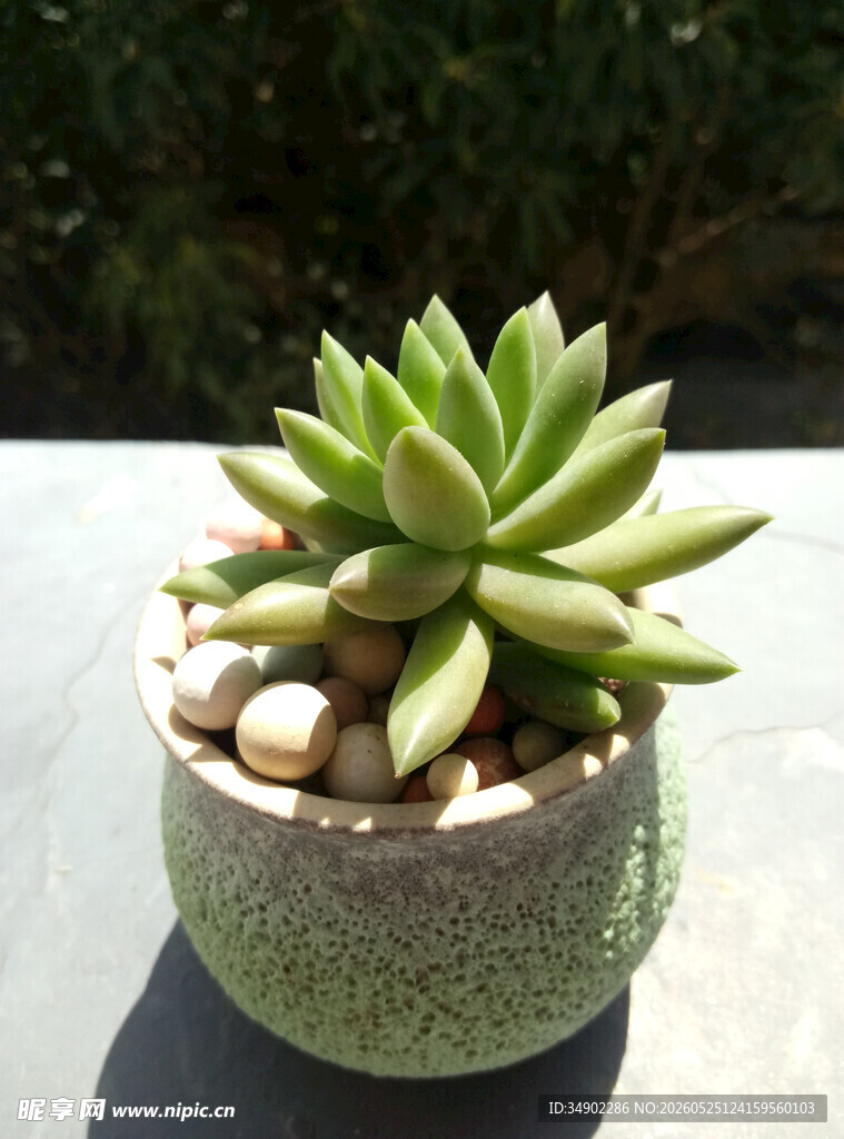 精致盆栽多肉植物小景