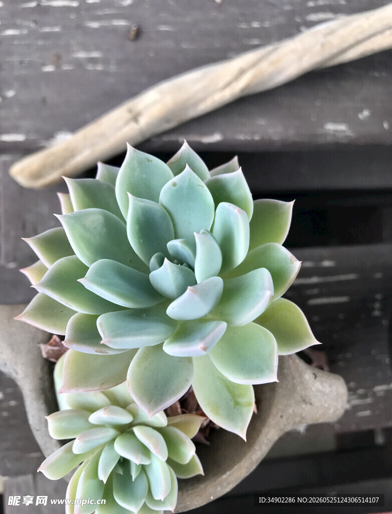 精致多肉植物盆栽赏景