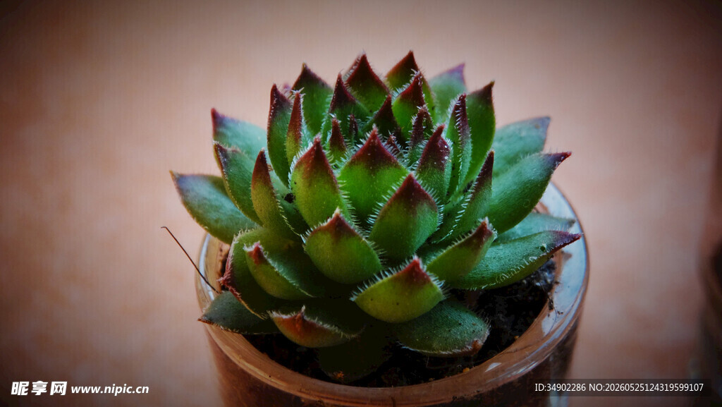 盆栽多肉植物特写