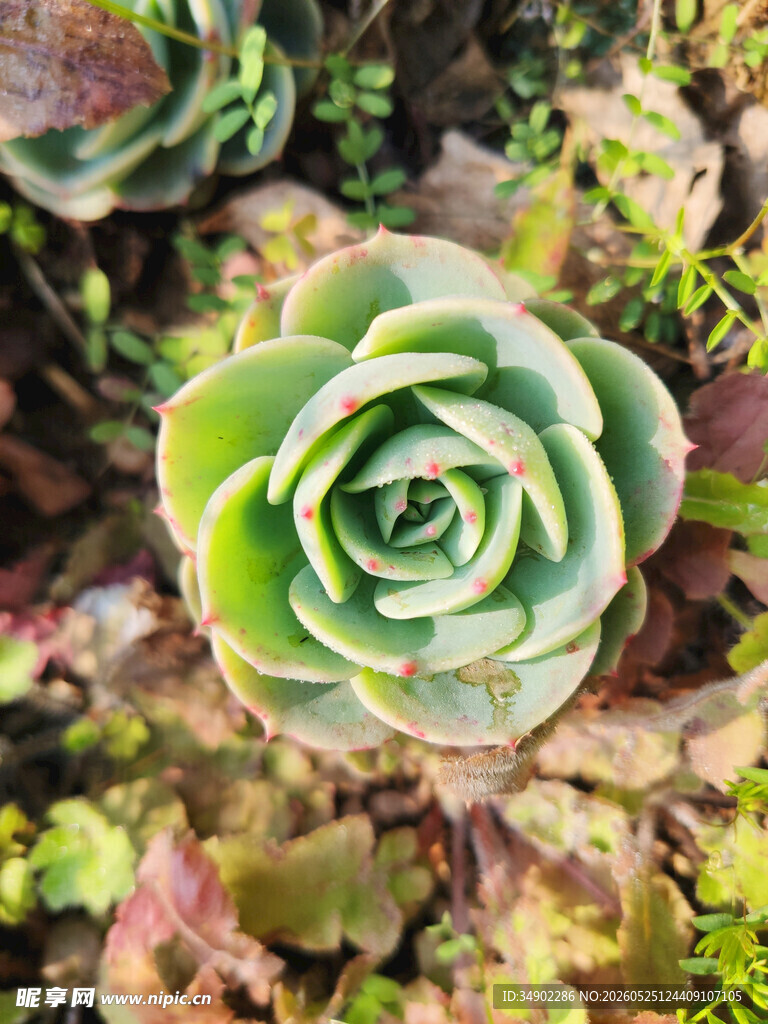 翠绿多肉植物特写