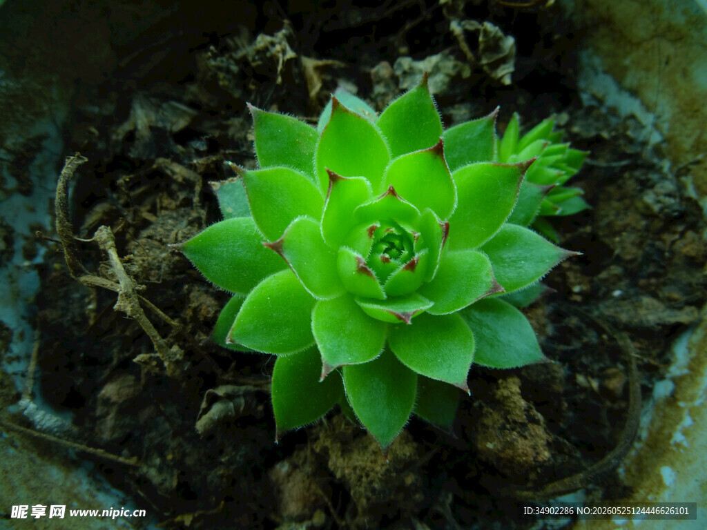 翠绿多肉植物生机盎然