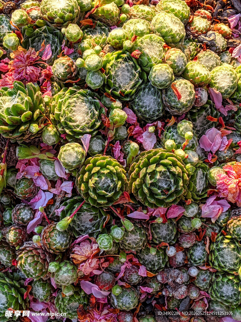 多彩多肉植物特写