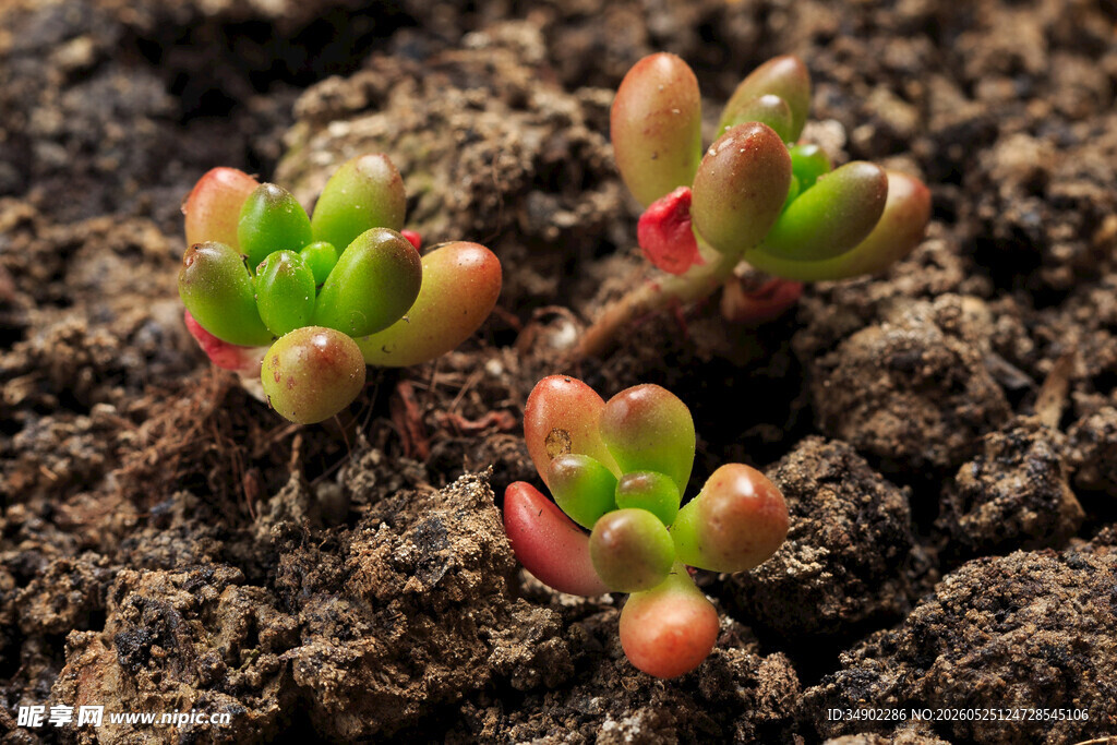新生多肉植物破土而出