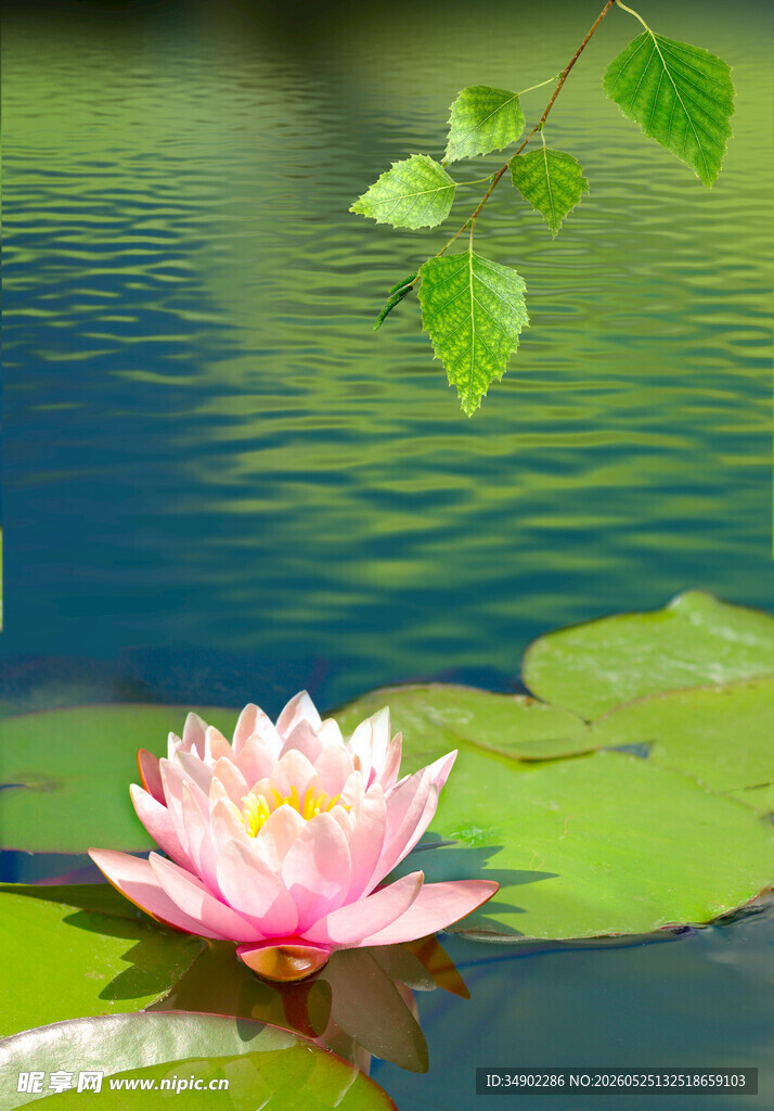 水中绽放的娇艳粉色睡莲