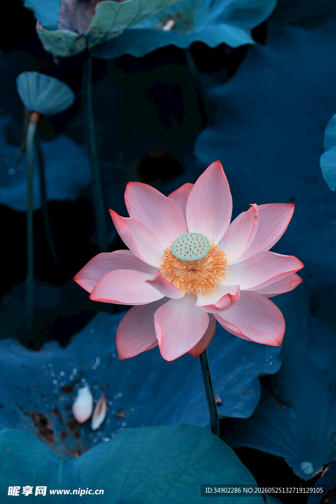 粉色荷花与水中游鱼