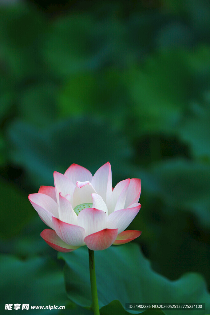 娇艳荷花绽放绿叶间