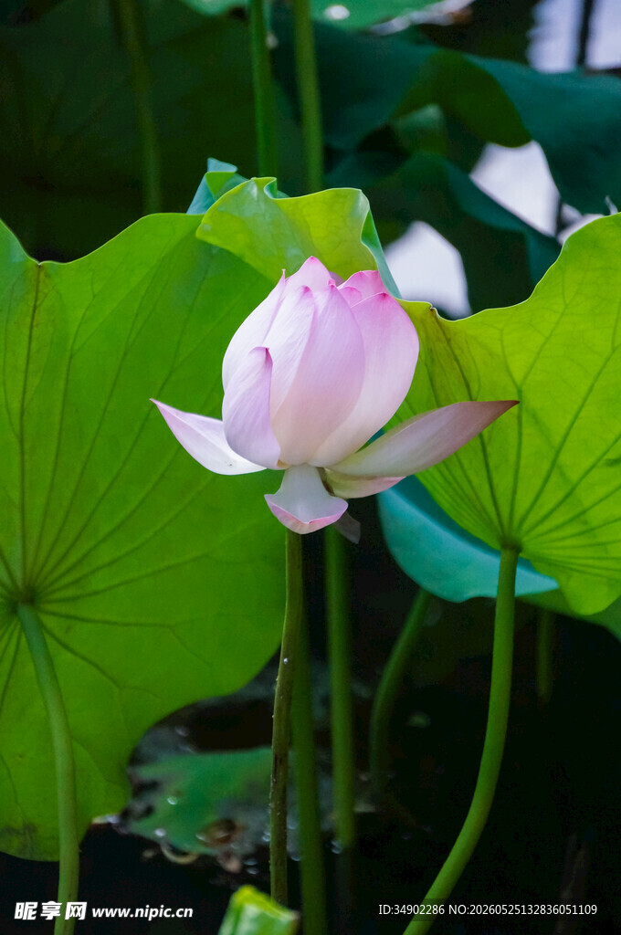 绽放的粉色荷花
