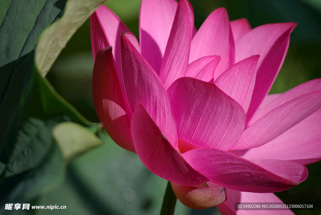 娇艳盛开的粉荷花
