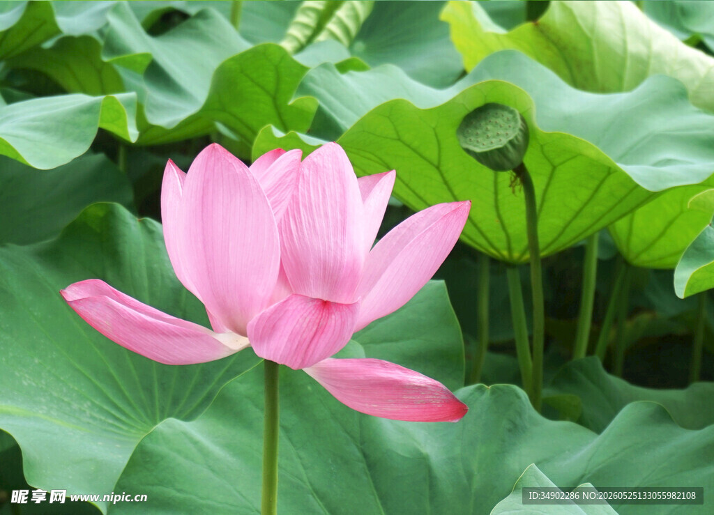 娇艳荷花绽放于绿叶间