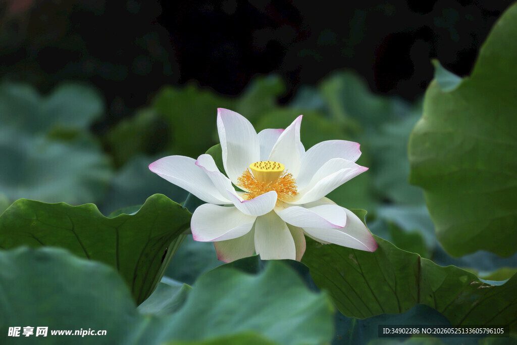 洁白荷花绽放于绿叶间
