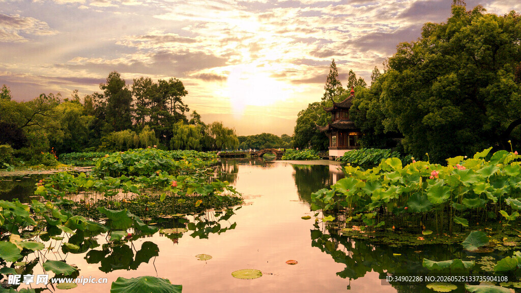 夕阳下的静谧荷塘美景