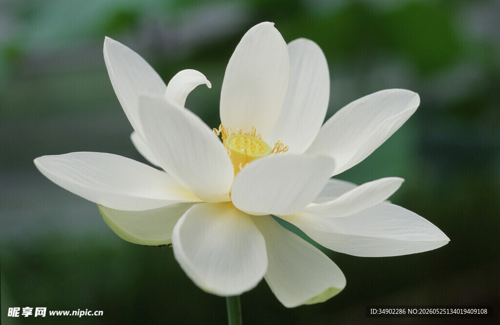 洁白绽放的美丽白莲花