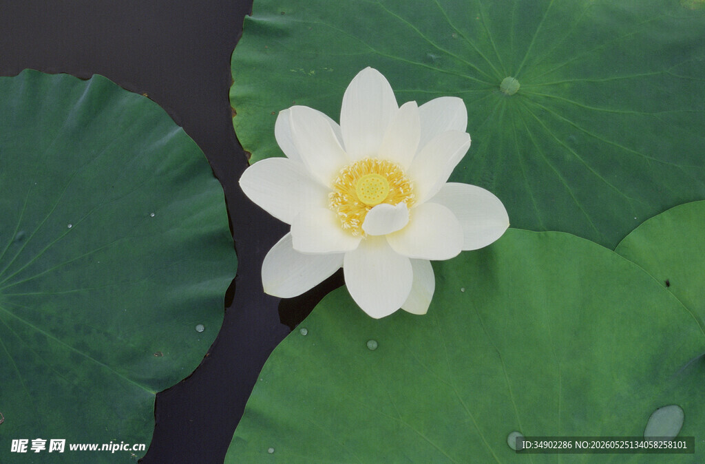 水中白莲花与荷叶
