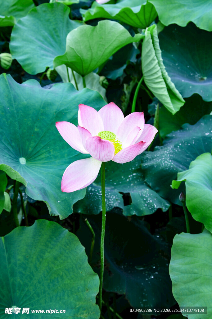 粉色荷花绽放于绿叶间
