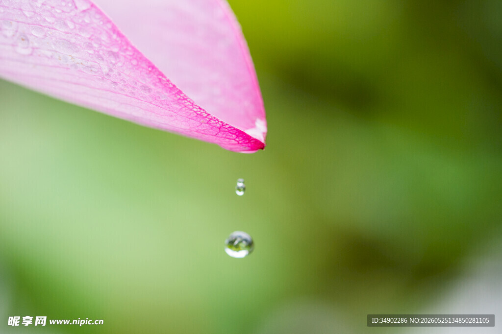 粉色花瓣上的晶莹水滴