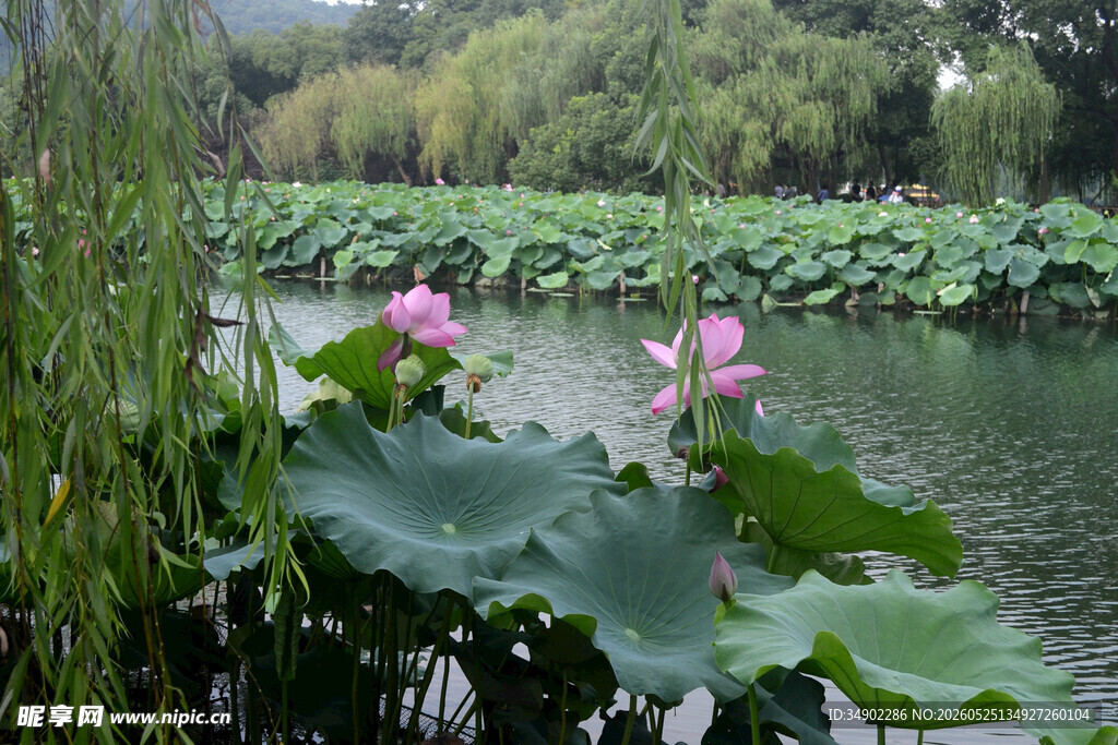 荷塘美景
