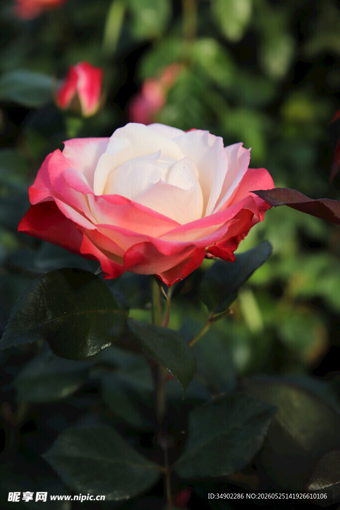 娇艳双色玫瑰花特写