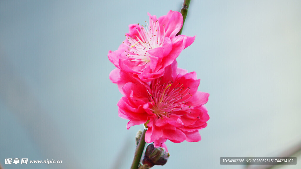 娇艳绽放的粉色花朵