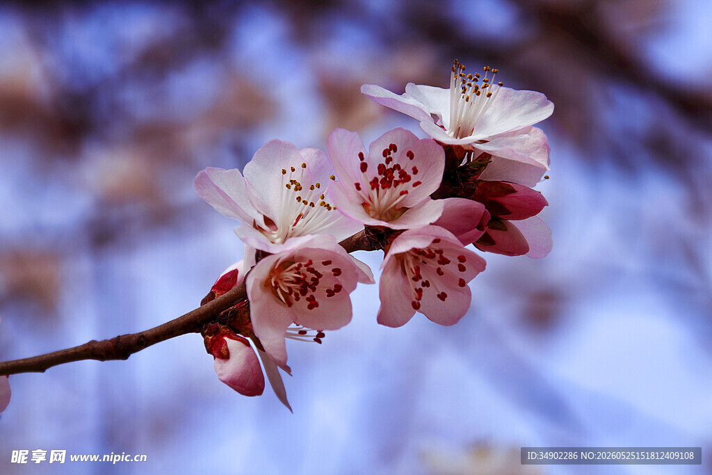 枝头绽放的粉嫩花朵