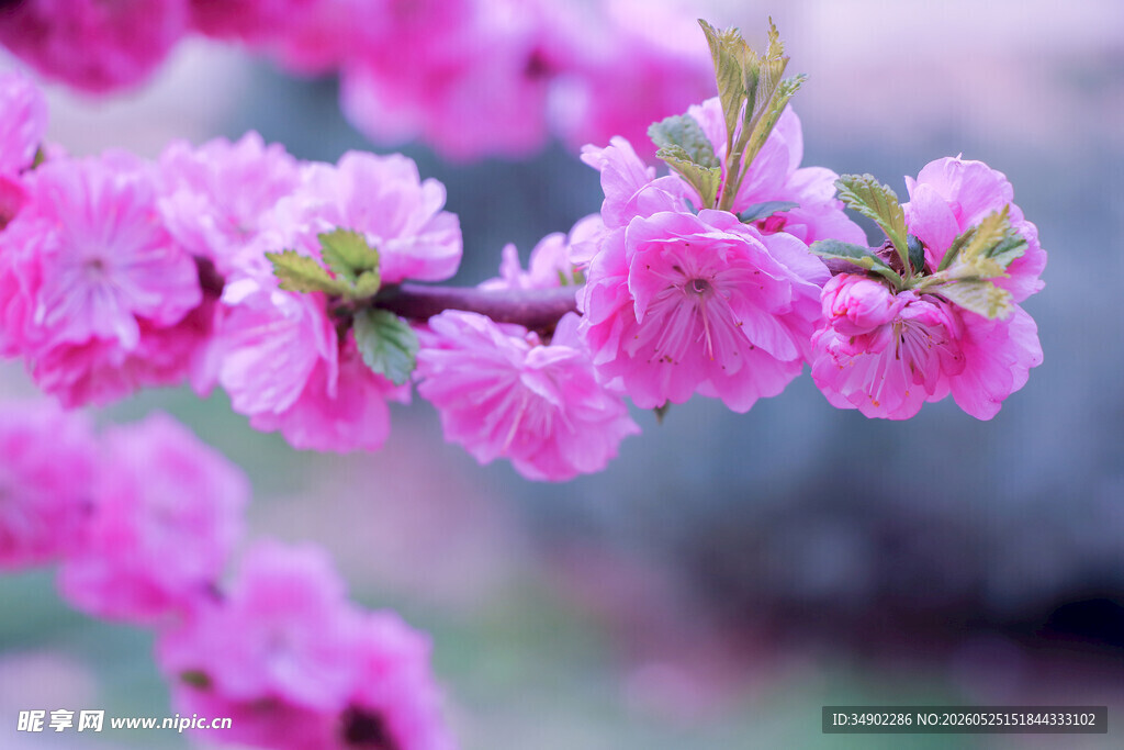 粉嫩桃花枝上绽