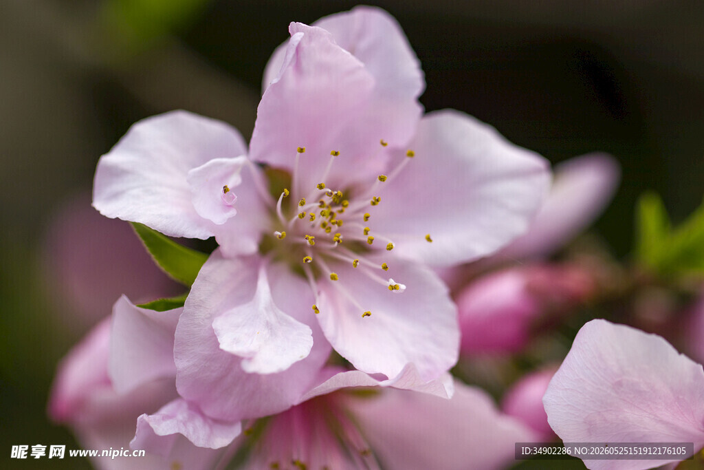 娇艳粉色桃花特写