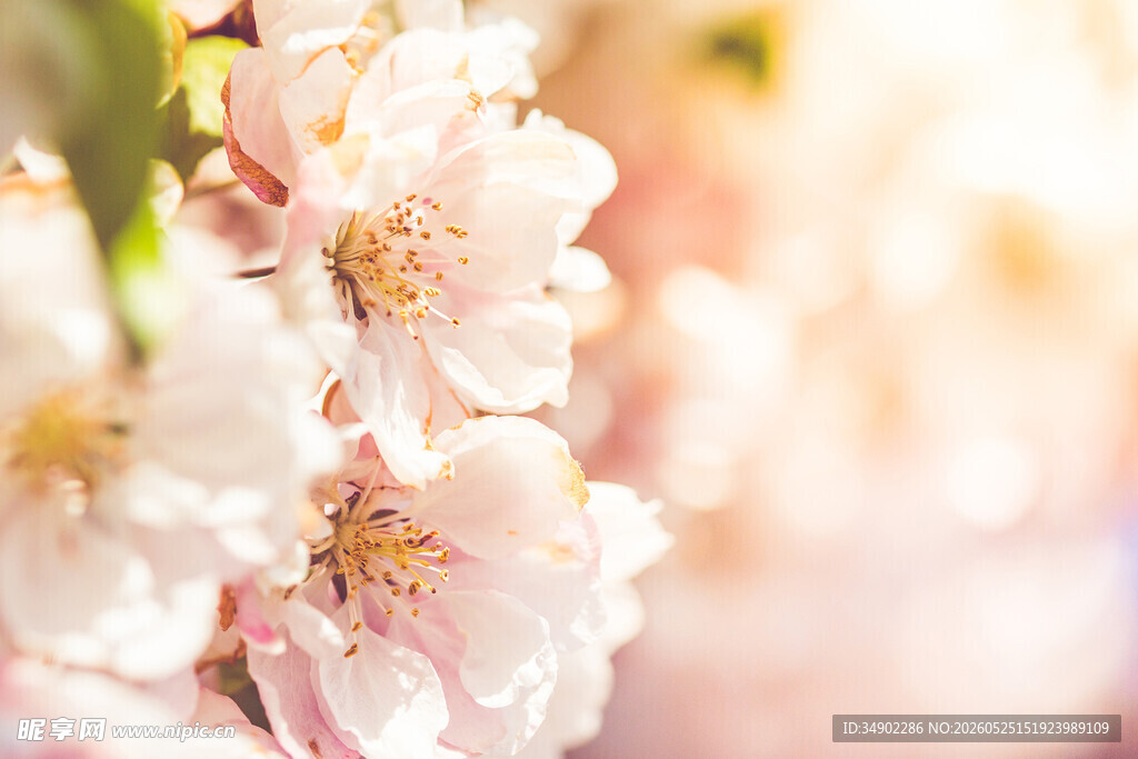 春日烂漫樱花特写