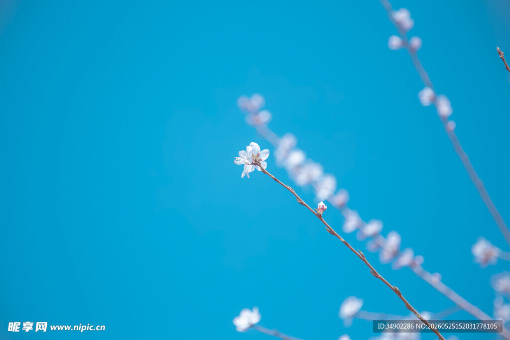 蓝天映衬下的粉嫩花枝