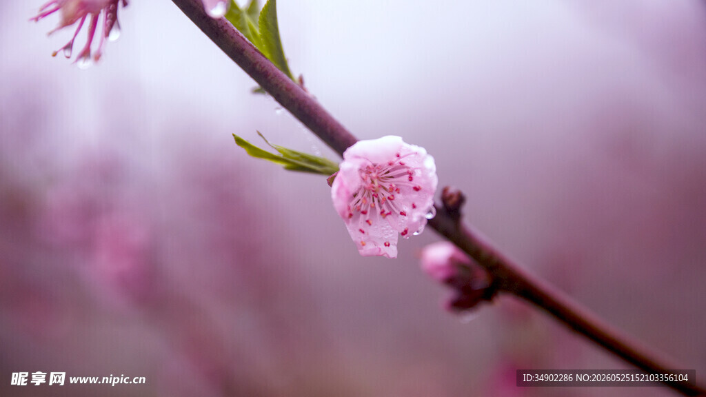 一枝粉嫩桃花绽放